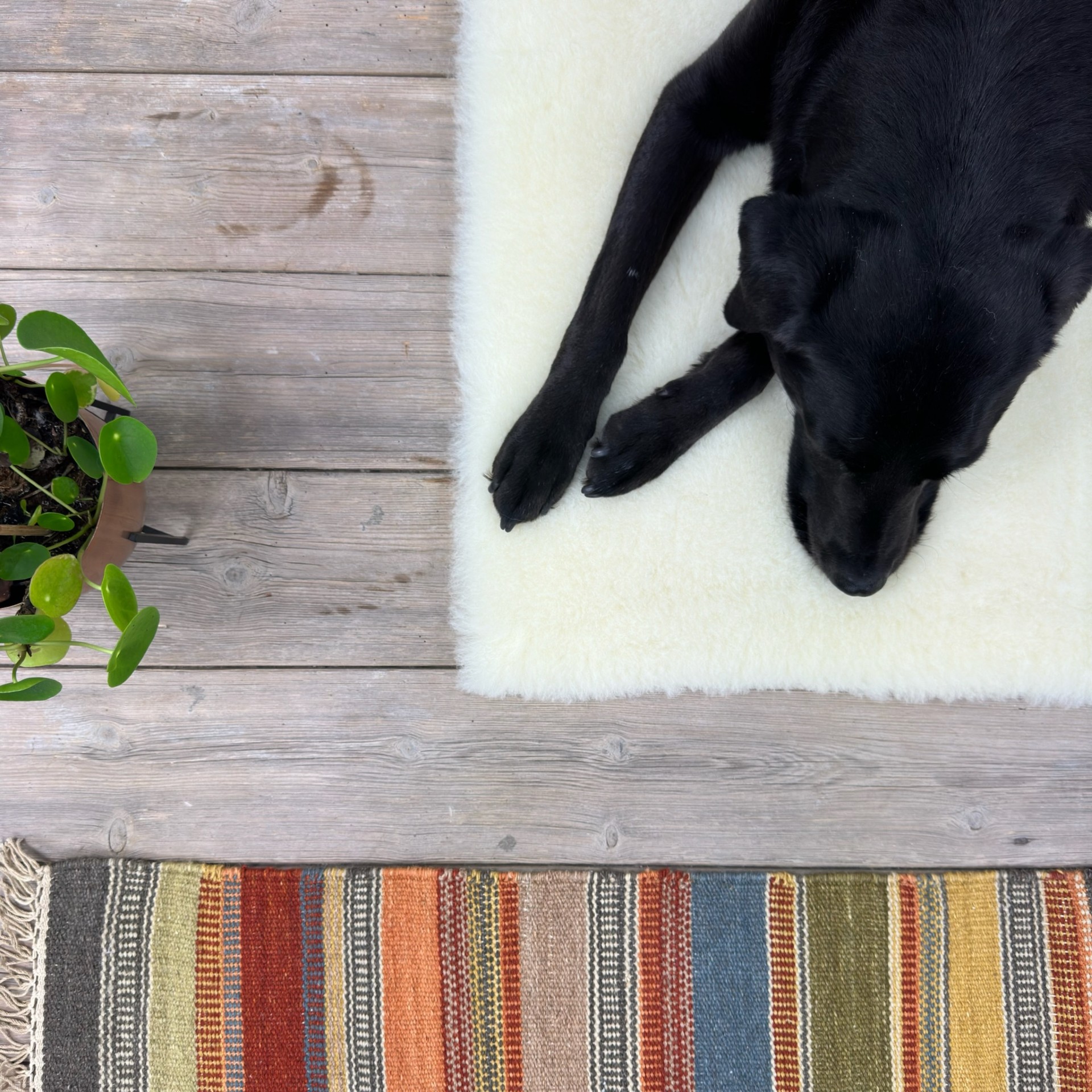 A black dog lounging on his new wool vet bedding, perfect for his post pet surgery. Shop Wool Vet Bedding with SoulPet